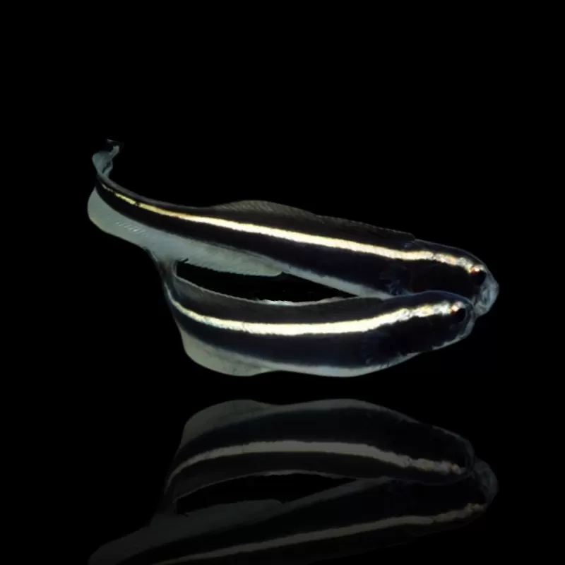 Pholidichthys Leucotaenia bestellen? l Coralandfishstore.nl