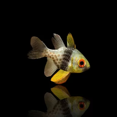 Sphaeramia Nematoptera