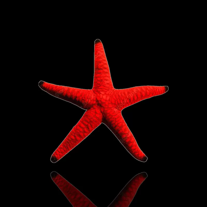 Fromia Elegans Fromia Elegans