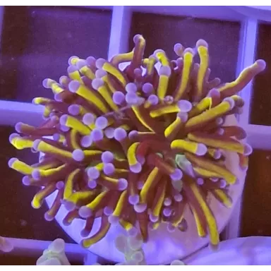 Euphyllia Glabrescens Golden Torch Indo kopen | Coralandfishstore.nl