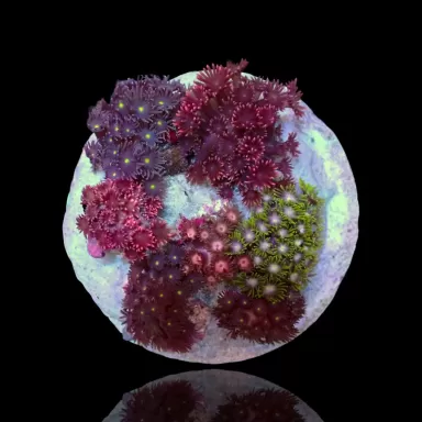 Goniopora Garden sp kopen ? Bestel eenvoudig & Snel geleverd