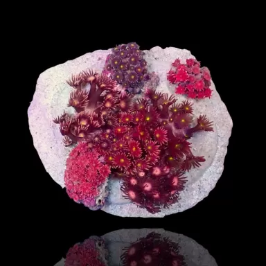 Goniopora Garden sp kopen ? Bestel eenvoudig & Snel geleverd