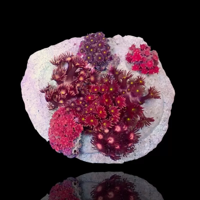 Goniopora Garden sp kopen ? Bestel eenvoudig & Snel geleverd