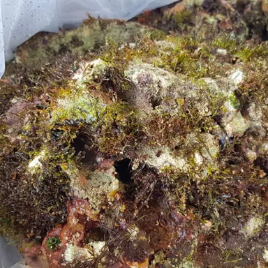 Möchten Sie wild lebenden Stein Indonesien kaufen? Coralandfishstore