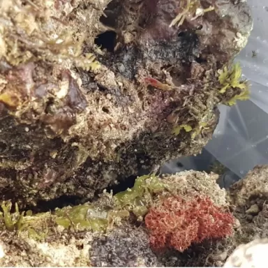 Möchten Sie wild lebenden Stein Indonesien kaufen? Coralandfishstore