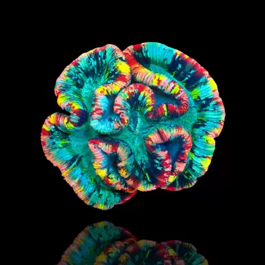 Trachyphyllia geoffroyi Master L size Australie kopen | Coralandfishstore.nl