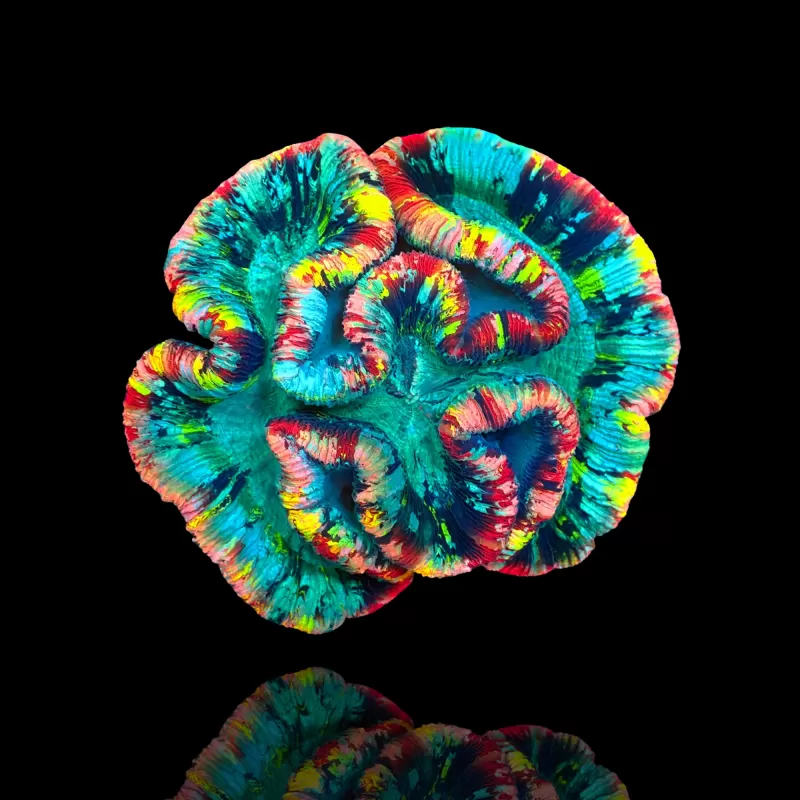 Kaufen Sie Trachyphyllia geoffroyi Master L Größe Australien | Coralandfishstore.nl