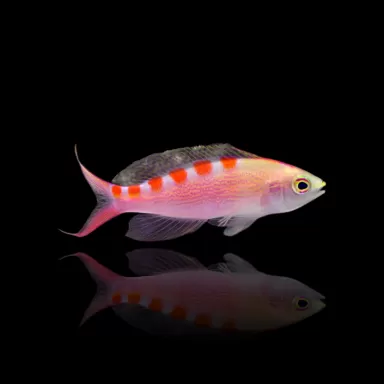 Pseudanthias Flavoguttatus