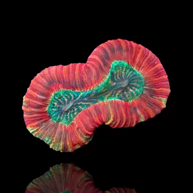 Trachyphyllia Geoffroyi Red Rim kopen | Coralandfishstore.nl