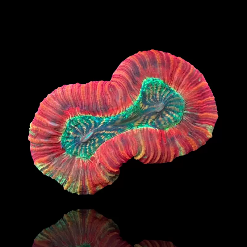 Kaufen Sie Trachyphyllia Geoffroyi Red Rim | Coralandfishstore.nl