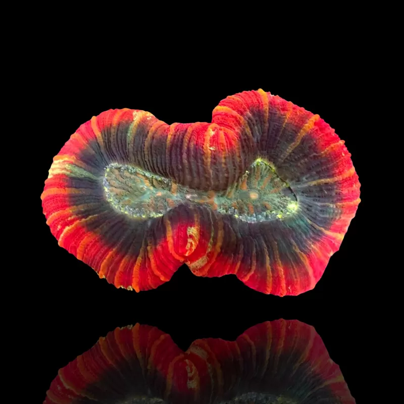 Trachyphyllia Geoffroyi Red Rim kopen | Coralandfishstore.nl
