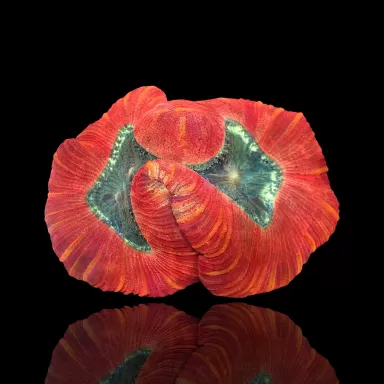 Trachyphyllia Geoffroyi Red Rim kopen | Coralandfishstore.nl
