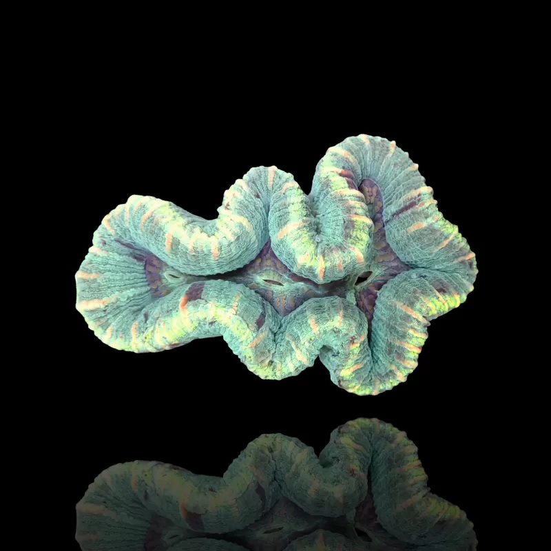 Trachyphyllia B grade Australie kopen | Coralandfishstore.nl