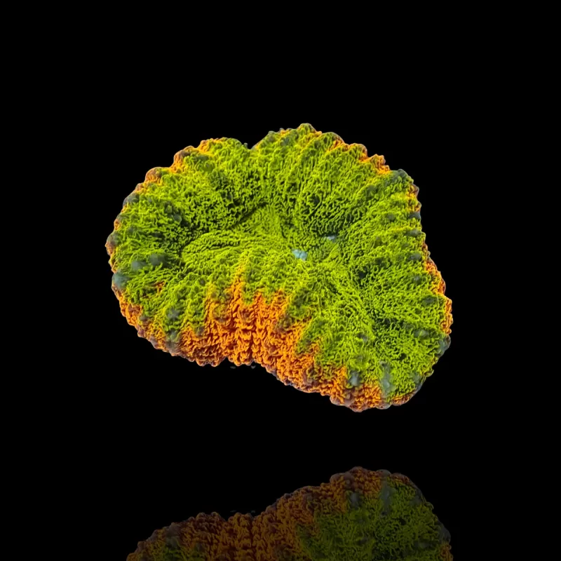 Lobophyllia sp.Multi Coloured (rare) Australie kopen | Coralandfishstore.nl