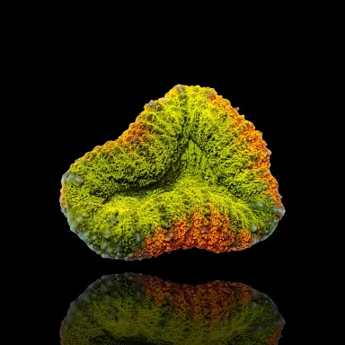 Lobophyllia sp.Multi Coloured 2 (rare) - Australie S-Size