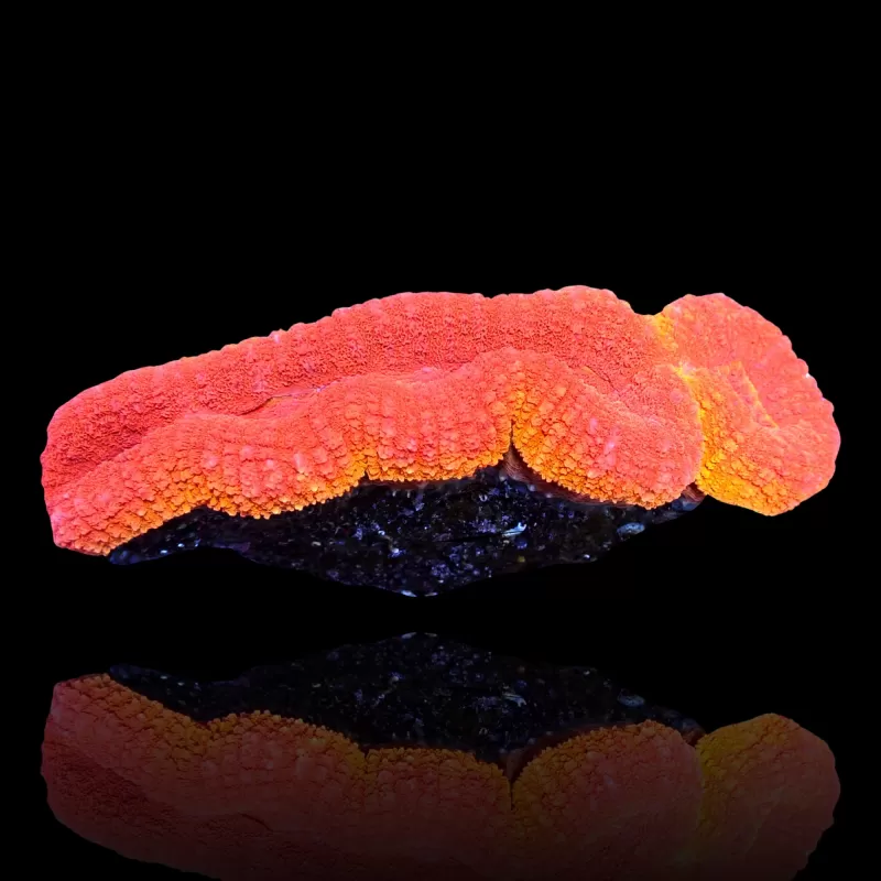 Lobophyllia sp. Kaufen Sie Red Flame - Australien | Coralandfishstore.nl