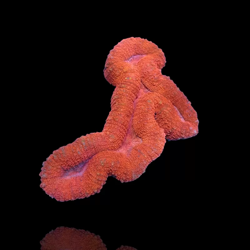 Lobophyllia sp. Red Australië kopen | Coralandfishstore.nl