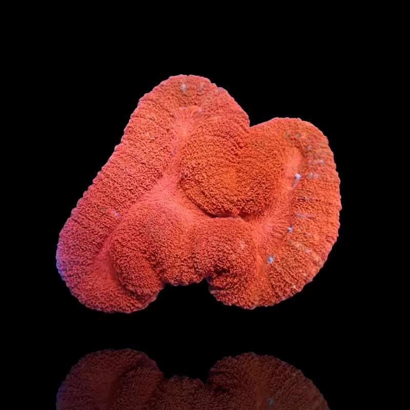 Lobophyllia sp. Red