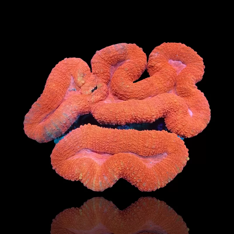 Lobophyllia sp. Red Australië kopen | Coralandfishstore.nl