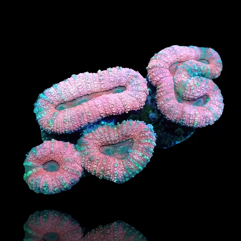 Lobophyllia sp. Pink - Australie kopen | Coralandfishstore.nl