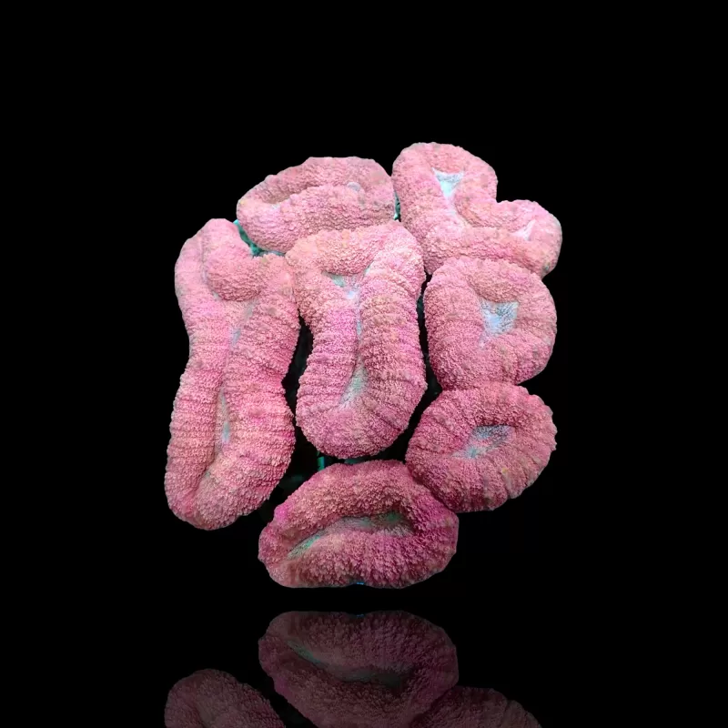 Lobophyllia sp. Kaufen Sie Pink - Australien | Coralandfishstore.nl
