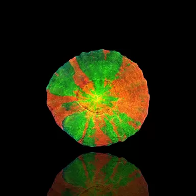 Scolimia Australis Ultra Colors