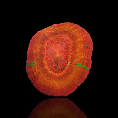 Scolimia Australie Red