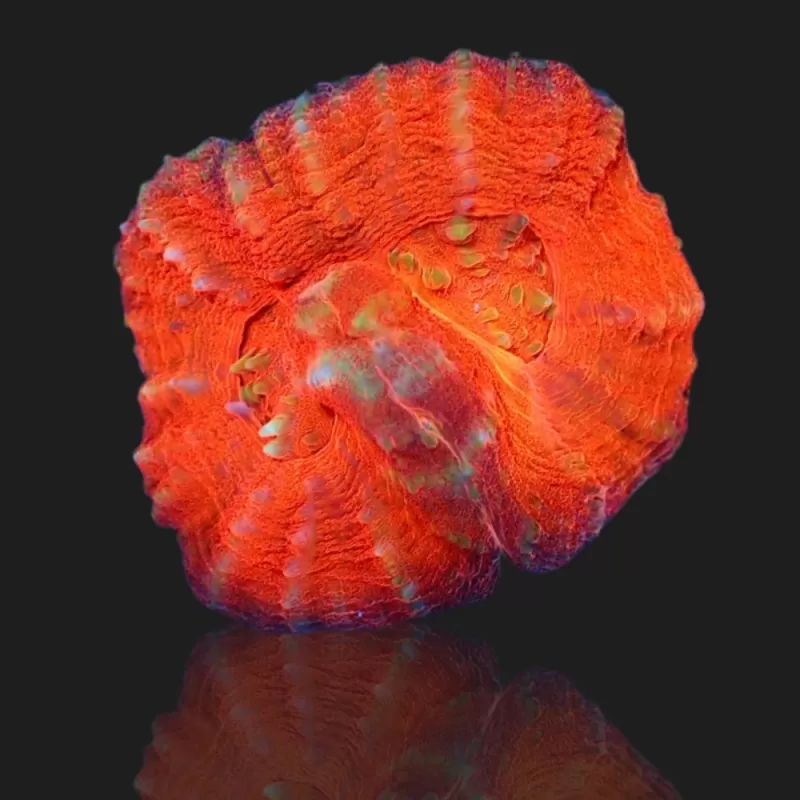 Kaufen Sie Scolimia australis rot | Coralandfishstore.nl