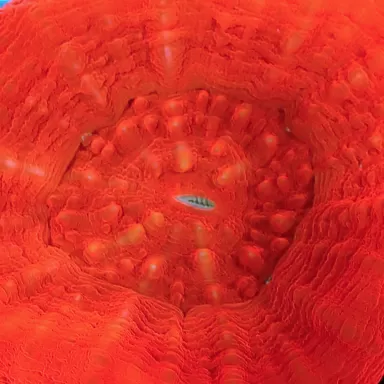 Scolimia australis red  kopen | Coralandfishstore.nl