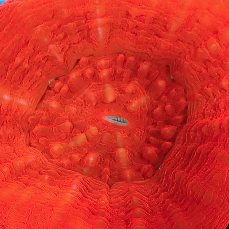 Kaufen Sie Scolimia australis rot | Coralandfishstore.nl