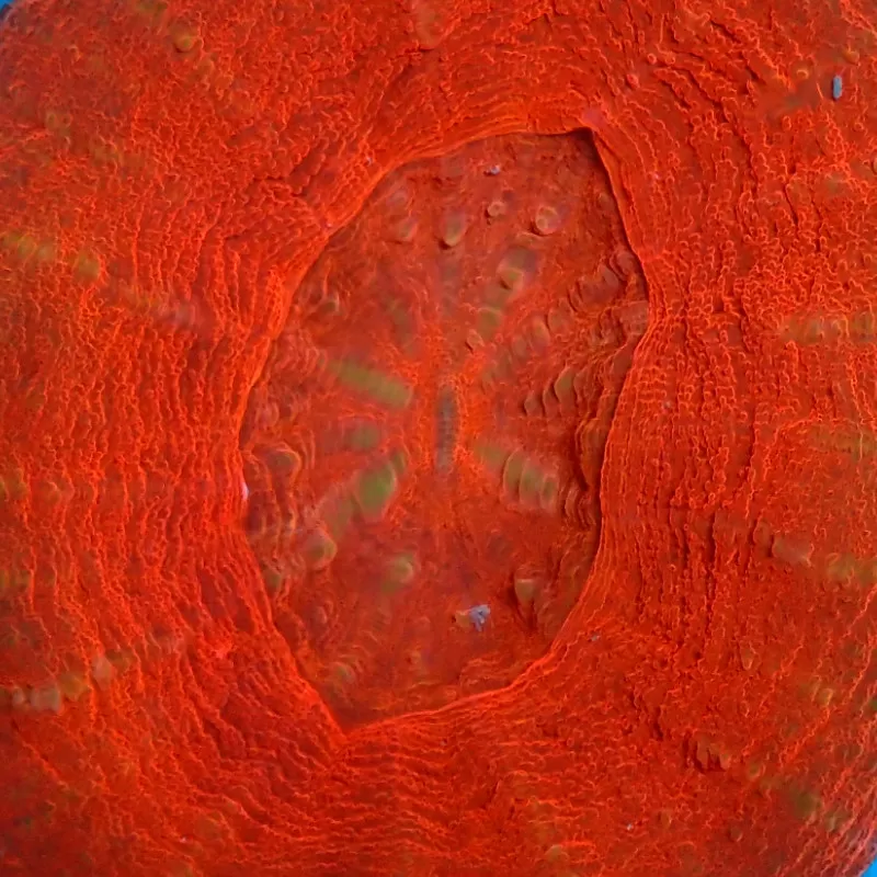 Scolimia australis red  kopen | Coralandfishstore.nl