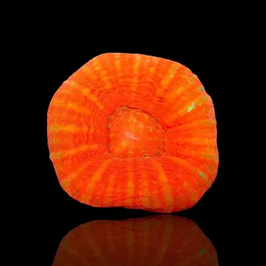 Kaufen Sie Scolimia australis rot | Coralandfishstore.nl