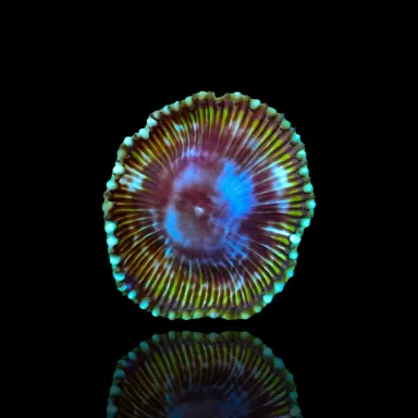 Protopalythoa Grandis Green/Blue 1 Poliep