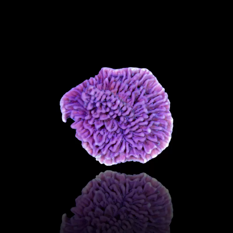 Montipora paars kopen | Coralandfishstore.nl