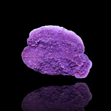Montipora paars kopen | Coralandfishstore.nl