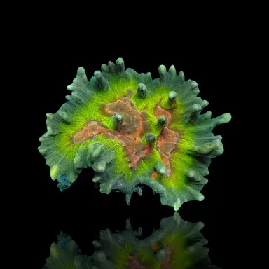 Pectinia M-Größe kaufen? |