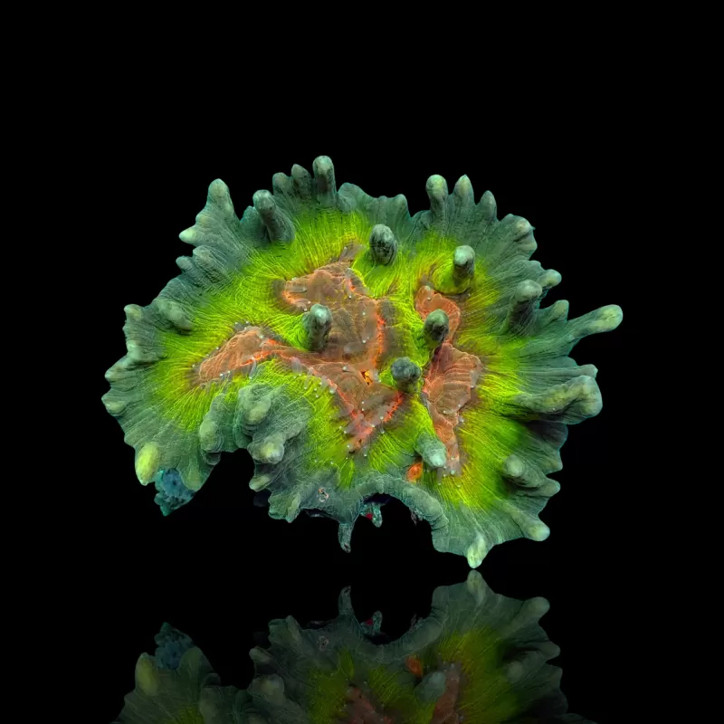 Pectinia M-size Kopen ? |Coralandfishstore.nl