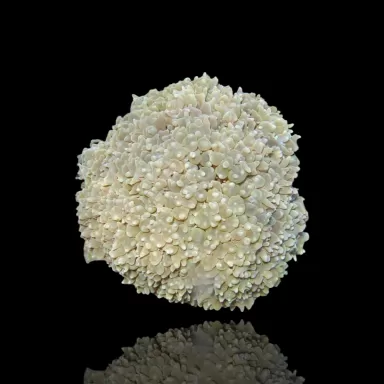 Kaufen Sie Physogyra Lichtensteini Australien S-Größe | Coralandfishstore.nl