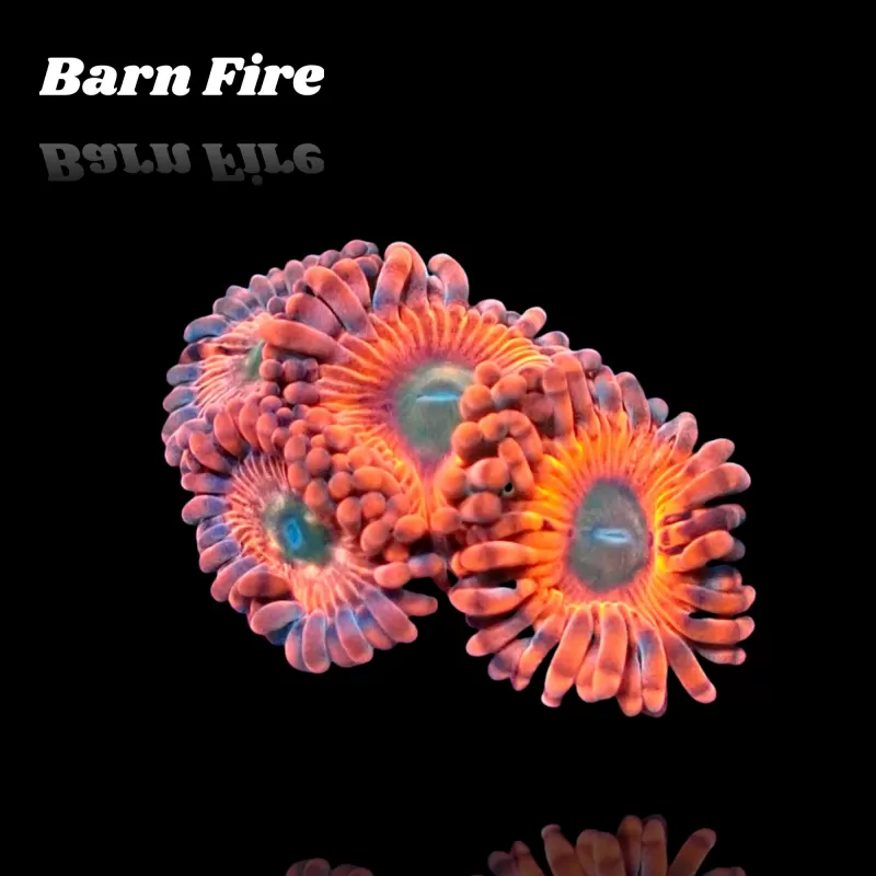 Kaufen Sie Zoanthus Barn Fire Frag S-Größe | Coralandfishstore.nl