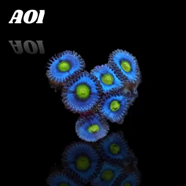Kaufen Sie Zoanthus AOI Frag S-Größe | Coralandfishstore.nl