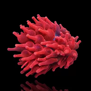 Entacmaea Quadricolor Red M-size