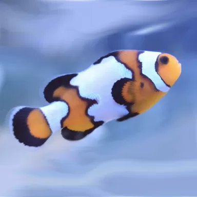 Kaufen Sie Amphiprion Ocellaris Black Ice Black | Coralandfishstore.nl