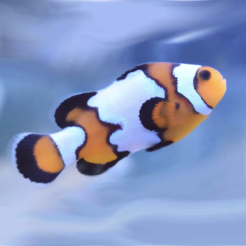 Kaufen Sie Amphiprion Ocellaris Black Ice Black | Coralandfishstore.nl