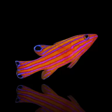 Liopropoma Carmabi kopen | Coralandfishstore.nl