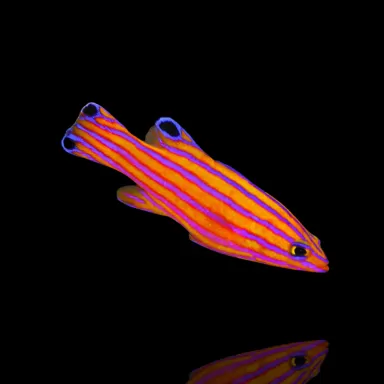 Liopropoma Carmabi kopen | Coralandfishstore.nl