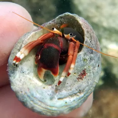 Calcinus Tibicen kopen | Coralandfishstore.nl