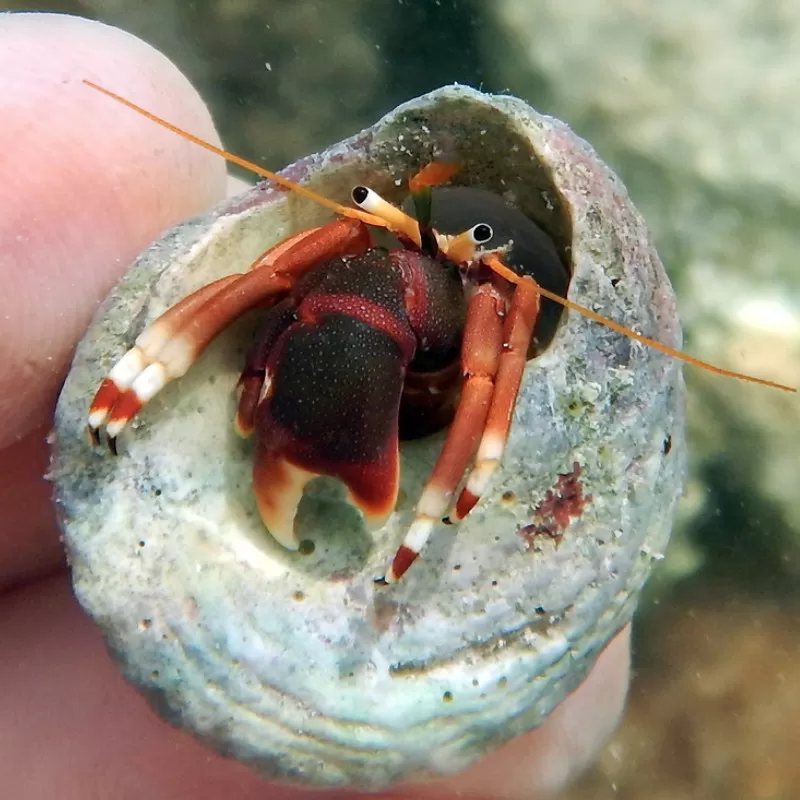 Calcinus Tibicen kopen | Coralandfishstore.nl