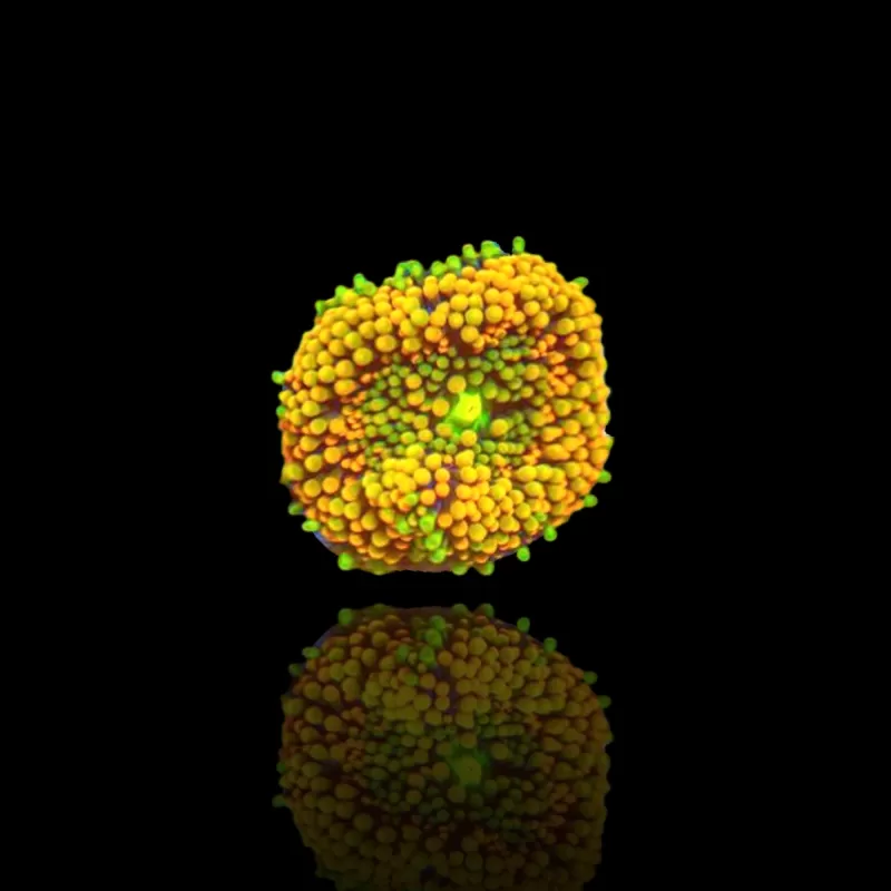 Kaufen Sie Ricordea Florida Fluo Orange | Coralandfishstore.nl