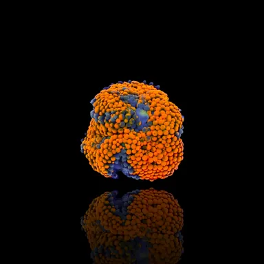 Kaufen Sie Ricordea Florida Fluo Orange | Coralandfishstore.nl