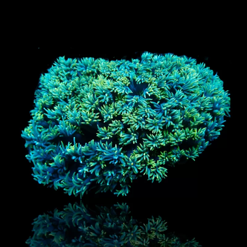 Goniopora sp. Bestellen Sie Green Australia T-Size (frag) ? l Coralandfishstore.nl